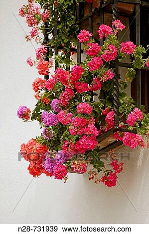 Window with flowers, Cordoba. Andalusia, Spain View Large Photo Image Stock Photo - Window with flowers, Cordoba. Andalusia, Spain. Fotosearch