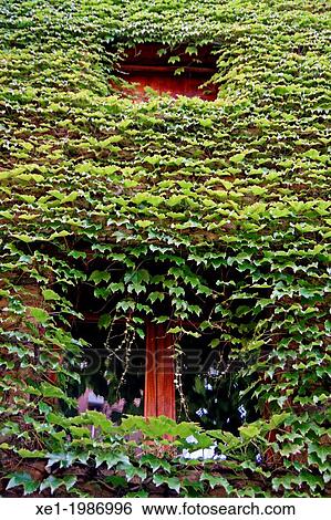 Stock Photograph - Windows, ivy, Argelaguer, Garrotxa, Catalonia, Spain. Fotosearch