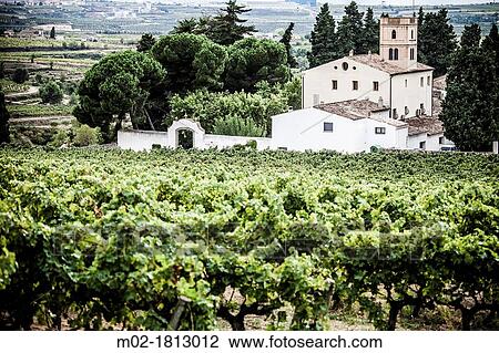 Wine cellar Winemaking in the largest wine region of Catalonia, the Penedes Barcelona, Spain View Large Photo Image Stock Image - Wine cellar Winemaking in the largest wine region of Catalonia, the Penedes Barcelona, Spain. Fotosearch