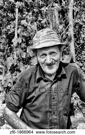 Wine field worker at vineyard in romantic Tuscany near Siena Italy View Large Photo Image Picture - Wine field worker at vineyard in romantic Tuscany near Siena Italy. Fotosearch