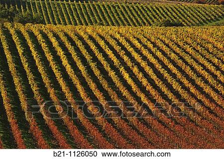 Wine fields surrounding the village of Bouteville in the Cognac area, Charente, Poitou-Charentes, France View Large Photo Image Stock Image - Wine fields surrounding the village of Bouteville in the Cognac area, Charente, Poitou-Charentes, France. Fotosearch