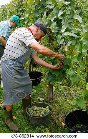 Wine Grapes harvest near Riquewihr, Alsace, France View Large Photo Image Picture - Wine Grapes harvest near Riquewihr, Alsace, France. Fotosearch