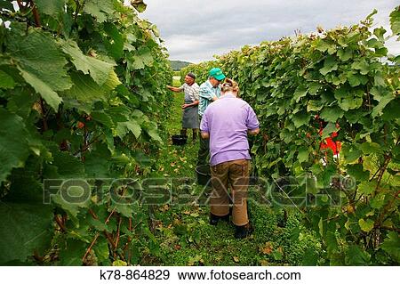 Wine Grapes harvest near Riquewihr, Alsace, France View Large Photo Image Stock Photo - Wine Grapes harvest near Riquewihr, Alsace, France. Fotosearch