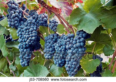 Stock Image - Wine grapes, Napa Valley, California. Fotosearch