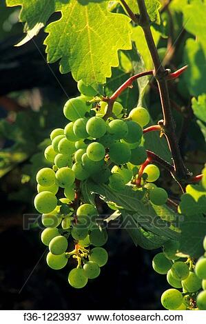 Wine grapes on the vine at Galante Vineyards, above Carmel Valley, Monterey County, California View Large Photo Image Stock Photo - Wine grapes on the vine at Galante Vineyards, above Carmel Valley, Monterey County, California. Fotosearch