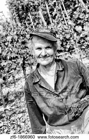 Wine worker dressed in blue at vineyard in Tuscany near Siena Italy View Large Photo Image Stock Image - Wine worker dressed in blue at vineyard in Tuscany near Siena Italy. Fotosearch