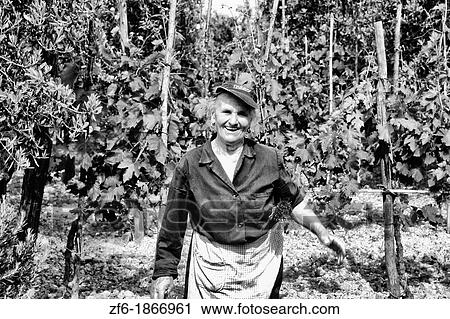 Wine worker dressed in blue at vineyard in Tuscany near Siena Italy View Large Photo Image Stock Image - Wine worker dressed in blue at vineyard in Tuscany near Siena Italy. Fotosearch