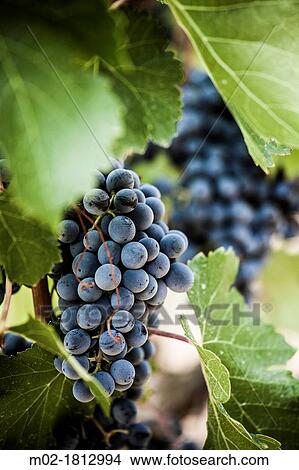 Picture - Winemaking in the largest wine region of Catalonia, the Penedes Barcelona, Spain. Fotosearch