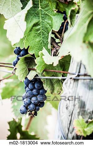 Picture - Winemaking in the largest wine region of Catalonia, the Penedes Barcelona, Spain. Fotosearch
