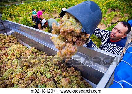 Winemaking in the largest wine region of Catalonia, the Penedes Barcelona, Spain View Large Photo Image Stock Image - Winemaking in the largest wine region of Catalonia, the Penedes Barcelona, Spain. Fotosearch