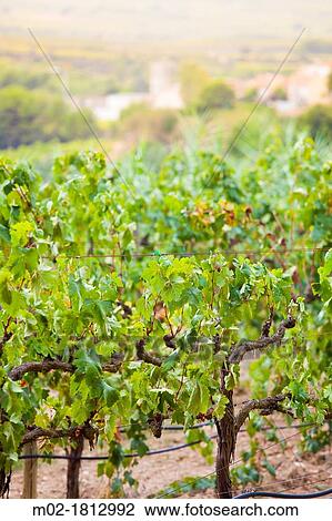 Winemaking in the largest wine region of Catalonia, the Penedes Barcelona, Spain View Large Photo Image Stock Image - Winemaking in the largest wine region of Catalonia, the Penedes Barcelona, Spain. Fotosearch