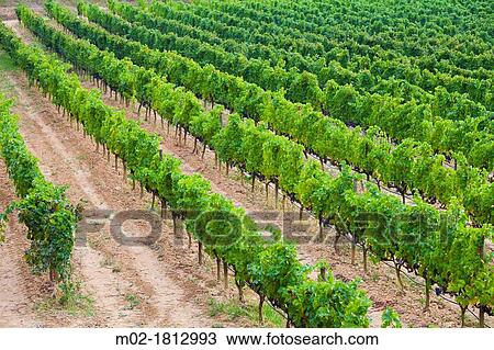 Stock Image - Winemaking in the largest wine region of Catalonia, the Penedes Barcelona, Spain. Fotosearch