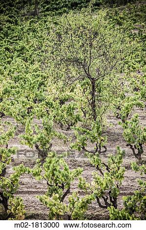 Winemaking in the largest wine region of Catalonia, the Penedes Barcelona, Spain View Large Photo Image Stock Image - Winemaking in the largest wine region of Catalonia, the Penedes Barcelona, Spain. Fotosearch