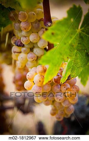 Winemaking in the largest wine region of Catalonia, the Penedes Barcelona, Spain View Large Photo Image Stock Photo - Winemaking in the largest wine region of Catalonia, the Penedes Barcelona, Spain. Fotosearch