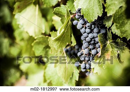 Winemaking in the largest wine region of Catalonia, the Penedes Barcelona, Spain View Large Photo Image Stock Photo - Winemaking in the largest wine region of Catalonia, the Penedes Barcelona, Spain. Fotosearch