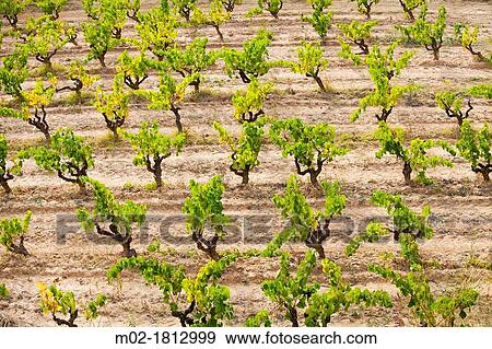 Winemaking in the largest wine region of Catalonia, the Penedes Barcelona, Spain View Large Photo Image Stock Photo - Winemaking in the largest wine region of Catalonia, the Penedes Barcelona, Spain. Fotosearch