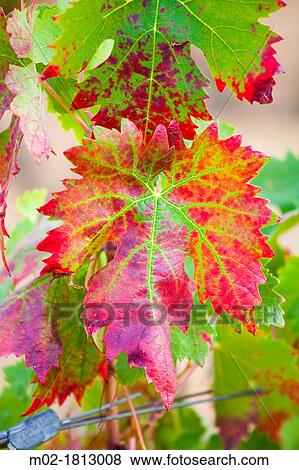 Stock Photo - Winemaking in the largest wine region of Catalonia, the Penedes Barcelona, Spain. Fotosearch