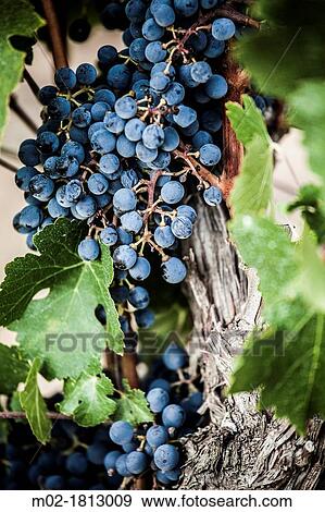 Stock Photo - Winemaking in the largest wine region of Catalonia, the Penedes Barcelona, Spain. Fotosearch