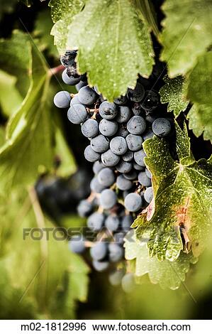 Winemaking in the largest wine region of Catalonia, the Penedes Barcelona, Spain View Large Photo Image Stock Photograph - Winemaking in the largest wine region of Catalonia, the Penedes Barcelona, Spain. Fotosearch