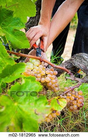 Stock Photography - Winemaking in the largest wine region of Catalonia, the Penedes Barcelona, Spain. Fotosearch