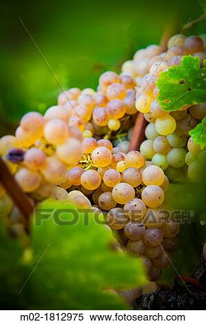 Winemaking in the largest wine region of Catalonia, the Penedes Barcelona, Spain View Large Photo Image Stock Photography - Winemaking in the largest wine region of Catalonia, the Penedes Barcelona, Spain. Fotosearch