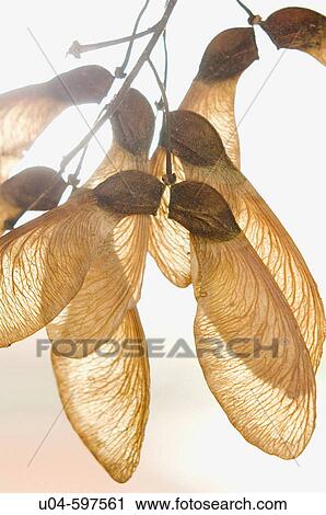 Winged maple seeds View Large Photo Image Stock Image - Winged maple seeds. Fotosearch