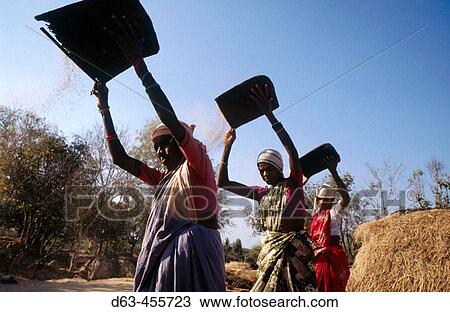 Winnowing finger millet harvest, Kolar district, Karnataka. India. View Large Photo Image Stock Image - Winnowing finger millet harvest, Kolar district, Karnataka. India.. Fotosearch
