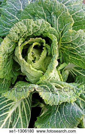 Stock Image - Winter cabbage, Bages, Catalonia, Spain.. Fotosearch