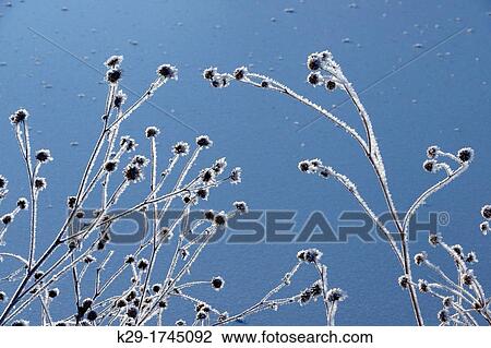 Stock Image - Winter frosts on sunflower stalks and seed heads around a duck pond, Bosque del Apache NWR, New Mexico, USA. Fotosearch