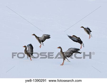 Stock Image - Winter, geese in snowy landscape, Reykjavik, Iceland. Fotosearch