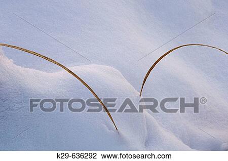 Stock Image - Winter grass leaves and snow. Fotosearch