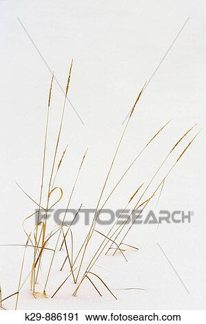 Winter grasses View Large Photo Image Stock Image - Winter grasses. Fotosearch