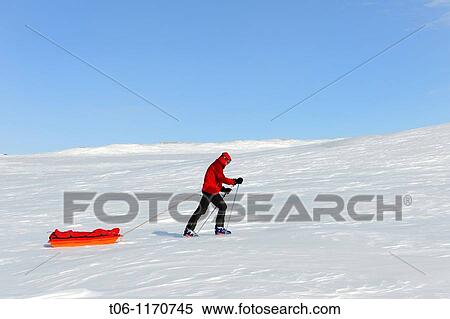 Stock Photography - Winter hiker pulling his pulka on Banks island, North West Territories, Canada. Fotosearch