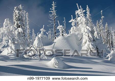 Winter in the National Park Bavarian Forest (Bayerischer Wald), pines in hoar frost, Bavaria, Germany. View Large Photo Image Stock Photo - Winter in the National Park Bavarian Forest (Bayerischer Wald), pines in hoar frost, Bavaria, Germany.. Fotosearch