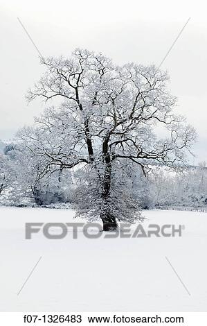 Winter scene - Herefordshire - England UK. View Large Photo Image Stock Image - Winter scene - Herefordshire - England UK.. Fotosearch