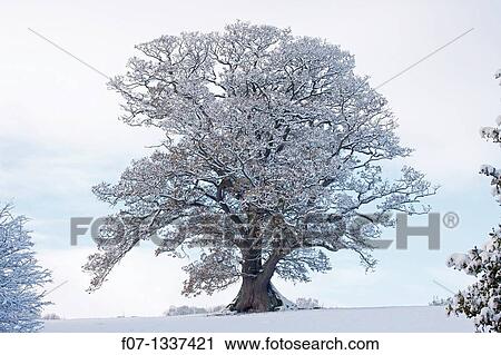Winter scene - Snow on mature oak Quercus - Hereforeshire - UK - December 2010. View Large Photo Image Stock Image - Winter scene - Snow on mature oak Quercus - Hereforeshire - UK - December 2010.. Fotosearch