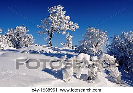 Stock Image - Winter scenery at Skalnata, Male Karpaty, Slovakia. Fotosearch