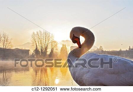 Winter Sunrice, Swin View Large Photo Image Stock Image - Winter Sunrice, Swin. Fotosearch