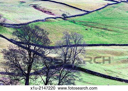 Winter Trees and Dry Stone Walls at Settle North Yorkshire England. View Large Photo Image Stock Image - Winter Trees and Dry Stone Walls at Settle North Yorkshire England.. Fotosearch