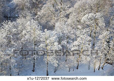 Winter Trees and Sunlight Knaresborough North Yorkshire England View Large Photo Image Stock Photo - Winter Trees and Sunlight Knaresborough North Yorkshire England. Fotosearch