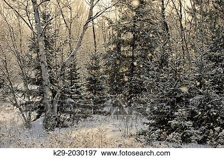 Stock Photo - Winter trees dusted with a light snowfall, Greater Sudbury (Lively), Ontario, Canada.. Fotosearch