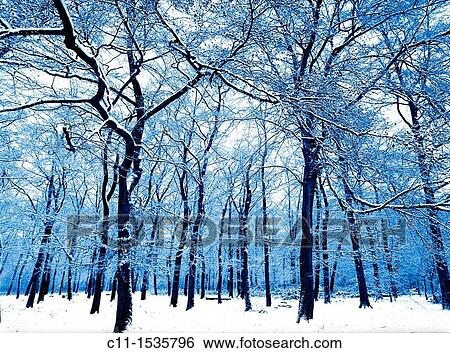 winter trees in forest covered in snow bostall wood belvedere kent england uk View Large Photo Image Stock Photograph - winter trees in forest covered in snow bostall wood belvedere kent england uk. Fotosearch