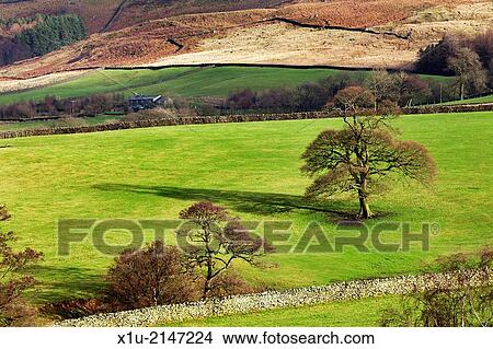 Winter Trees on the Slopes of Beamsley Beacon North Yorkshire England. View Large Photo Image Picture - Winter Trees on the Slopes of Beamsley Beacon North Yorkshire England.. Fotosearch