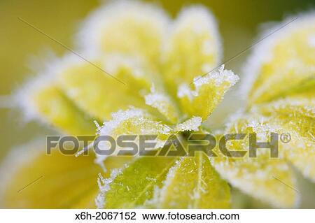 wintry icy choisya leaves. View Large Photo Image Stock Image - wintry icy choisya leaves.. Fotosearch