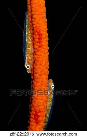 wire coral goby, Bryaninops loki,, Lembeh Strait, North Sulawesi, Indonesia. View Large Photo Image Stock Photography - wire coral goby, Bryaninops loki,, Lembeh Strait, North Sulawesi, Indonesia.. Fotosearch