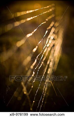 Wire fence in the countryside, Seville, Spain View Large Photo Image Stock Photo - Wire fence in the countryside, Seville, Spain. Fotosearch