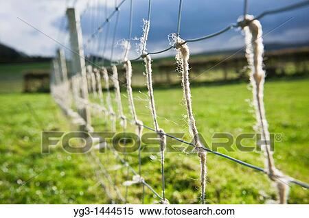 Stock Photography - Wire fence with sheeps wool, Herefordshire, England. Fotosearch