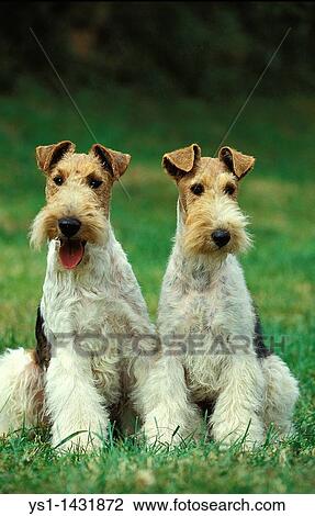 irish wire haired fox terrier