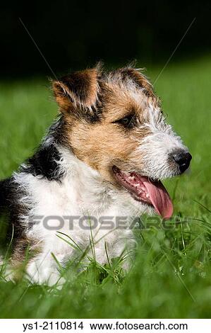 Wire-Haired Fox Terrier Dog, Pup laying on Lawn. View Large Photo Image Picture - Wire-Haired Fox Terrier Dog, Pup laying on Lawn.. Fotosearch