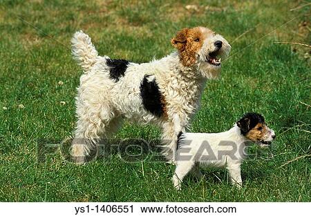 Wire Haired Fox Terrier Mother With Puppy On Grass Stock Image